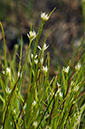 Beak-sedge_White_LP0216_08_Thursley