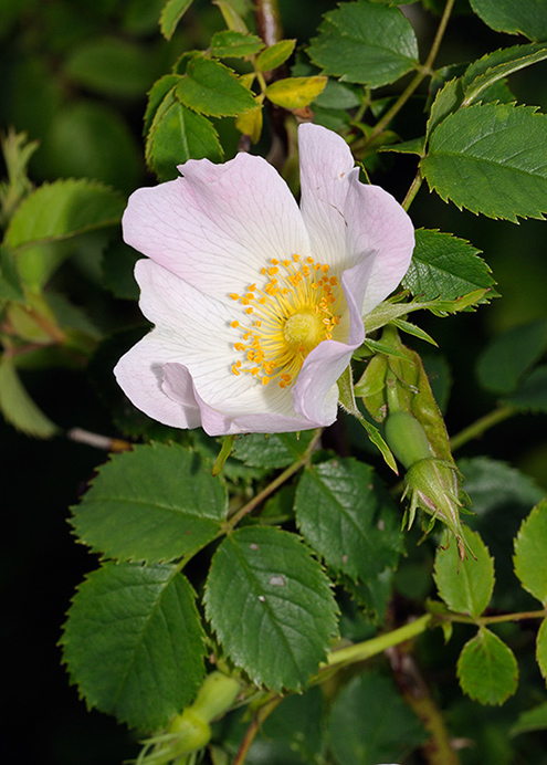 Dog-rose_LP0313_215_Papercourt_Marshes