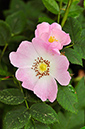 Dog-rose_LP0274_12_Riddlesdown