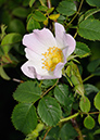 Dog-rose_LP0313_215_Papercourt_Marshes