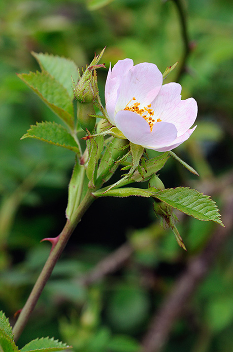 Sweet-briar_rose_Small-flowered_LP0316_92_Fraser_Down