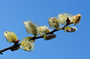 Willow_Goat_LP0351_15_Hampton_Court