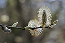 Willow_Goat_LP0264_02_Rodborough