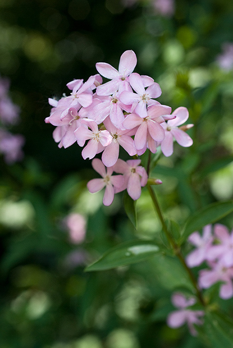 Soapwort_LP0167_40_Mitcham_Common