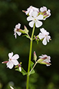 Soapwort_LP0166_04_Ham