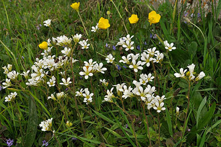 Saxifrage_Meadow_LP0269_34_Sanderstead