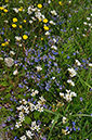 Saxifrage_Meadow_LP0269_40_Sanderstead