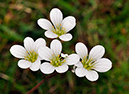 Saxifrage_Meadow_LP0269_03_Sanderstead