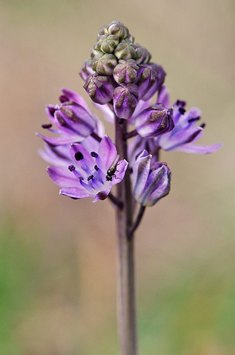 Squill_Autumn_LP0293_041_Hampton_Court