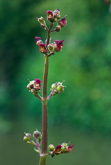 Figwort_Water_LP0152_73_Lingfield