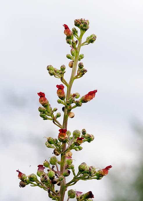 Figwort_Water_LP0377_67_Hampton_Court