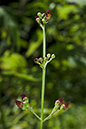 Figwort_Water_LP0066_50_Titsey