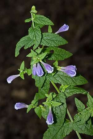 Skullcap_LP0219_03_Blindley_Heath