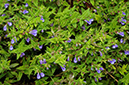 Skullcap_LP0329_93_Hampton_Court