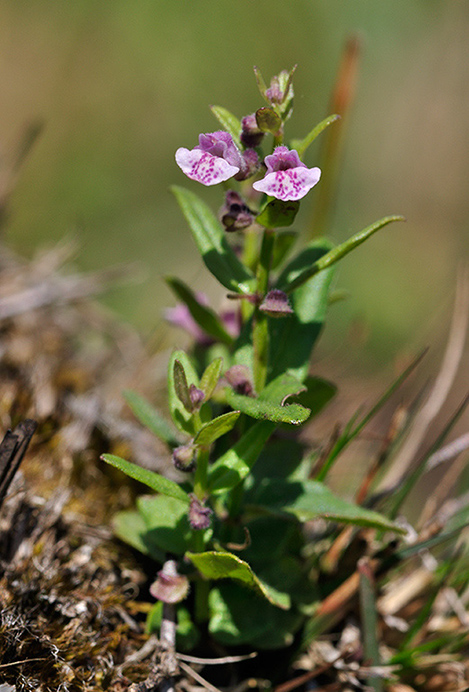 Skullcap_Lesser_LP0289_55_Thursley