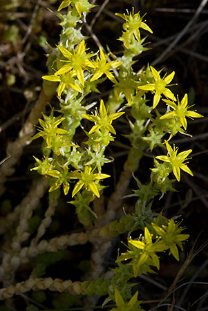 Stonecrop_Biting_LP0155_35_Dawlish_Warren