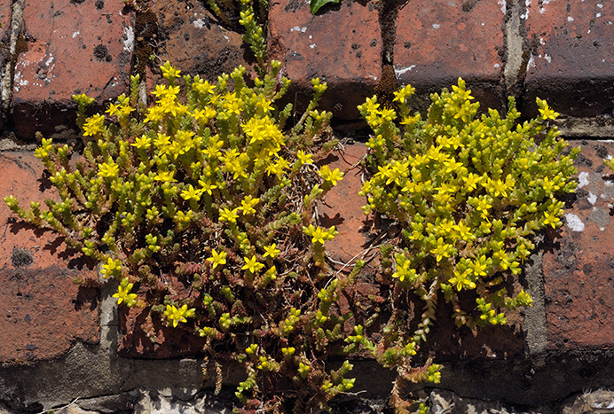 Stonecrop_Biting_LP0366_59_Dorking