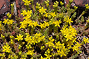 Stonecrop_Biting_LP0366_61_Dorking