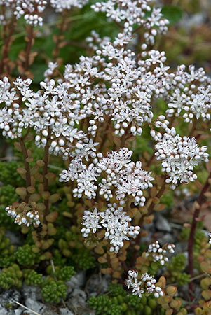 Stonecrop_White_LP0158_04_Woldingham