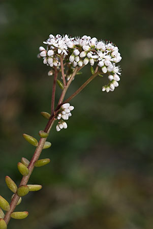 Stonecrop_White_LP0158_03_Woldingham