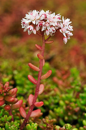 Stonecrop_English_LP0250_17_Wembury