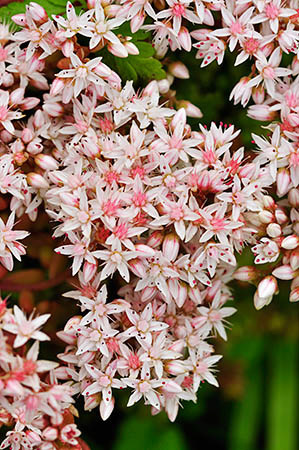 Stonecrop_English_LP0250_12_Wembury