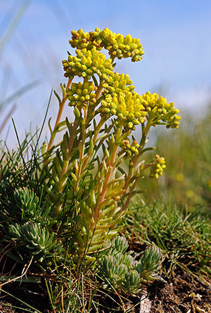 Stonecrop_Rock_LP0320_10_Portland