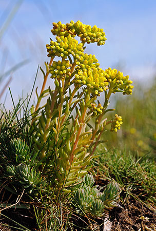 Stonecrop_Rock_LP0320_10_Portland