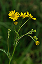 Ragwort_Marsh_LP0234_72_Ham