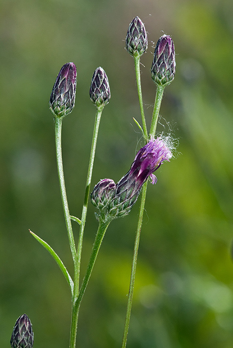 Saw-wort_LP0167_03_Mitcham_Common