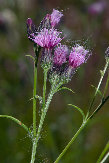 Saw-wort_LP0167_10_Mitcham_Common