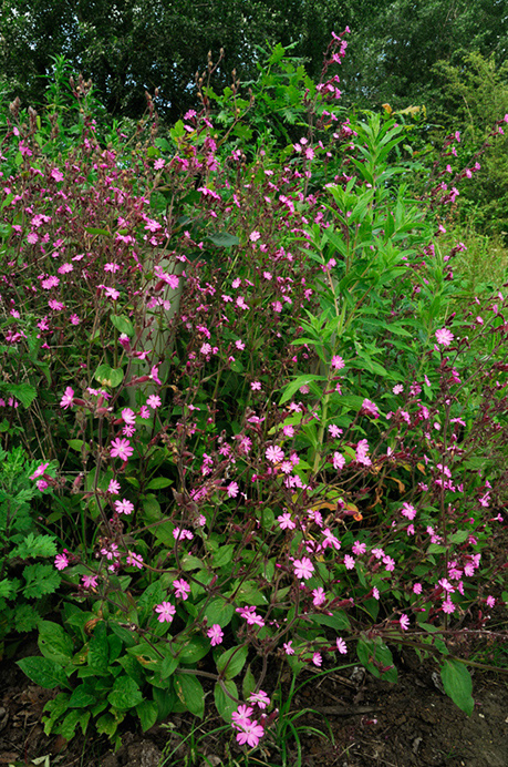 Campion_Red_LP0317_087_Hampton_Court