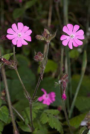 Campion_Red_LP0062_58_Andrews_Wood