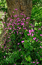 Campion_Red_LP0362_53_Runnymede