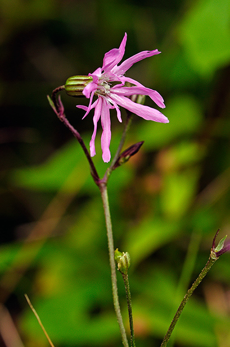 Ragged-Robin_LP0386_60_Compton