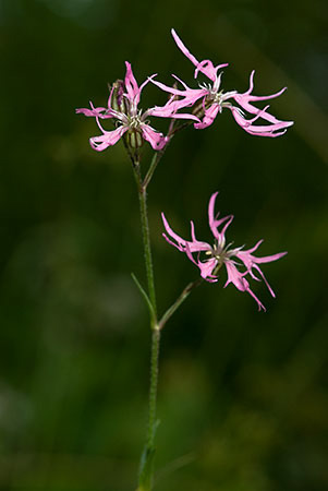 Ragged-Robin_LP0156_07_Andrews_Wood