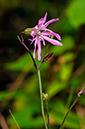 Ragged-Robin_LP0386_60_Compton