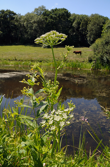 Water-parsnip_Greater_LP0374_21_Runnymede