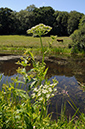 Water-parsnip_Greater_LP0374_21_Runnymede