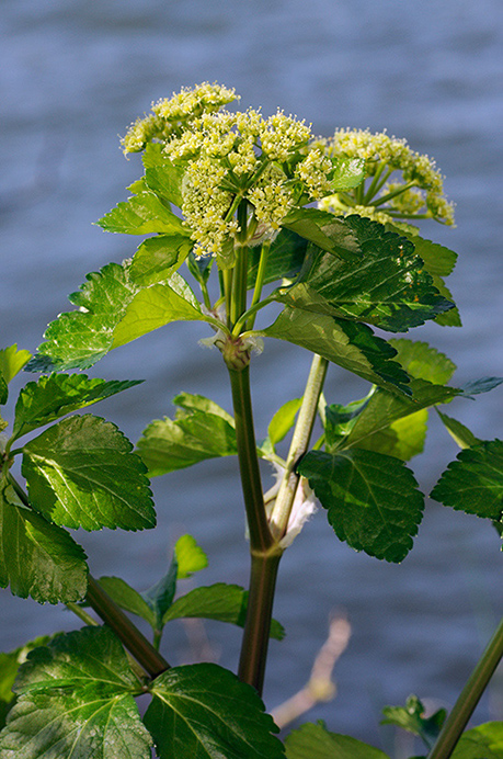 Alexanders_LP0304_37_Hampton_Court