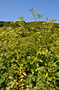 Alexanders_LP0272_35_Mount_Caburn