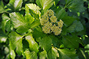 Alexanders_LP0266_25_Betchworth