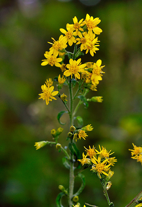 Goldenrod_LP0253_31_Leith_Hill