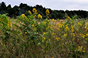 Goldenrod_LP0292_49_Henley_Park