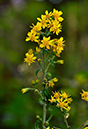 Goldenrod_LP0253_31_Leith_Hill