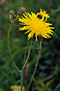 Sow-thistle_Perennial_LP0258_86_Dockenfield