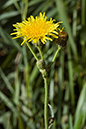 Sow-thistle_Perennial_LP0073_19_Wicken_Fen