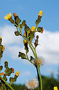 Sow-thistle_Marsh_LP0387_14_Guildford