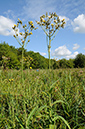 Sow-thistle_Marsh_LP0387_24_Guildford