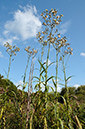 Sow-thistle_Marsh_LP0387_32_Guildford